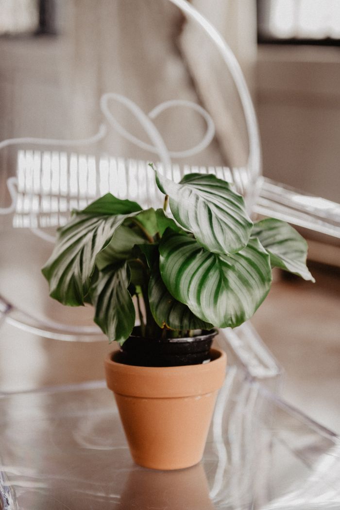 Compositions en pot et plantes